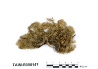 藏品(南亞美蕨苔)的圖片